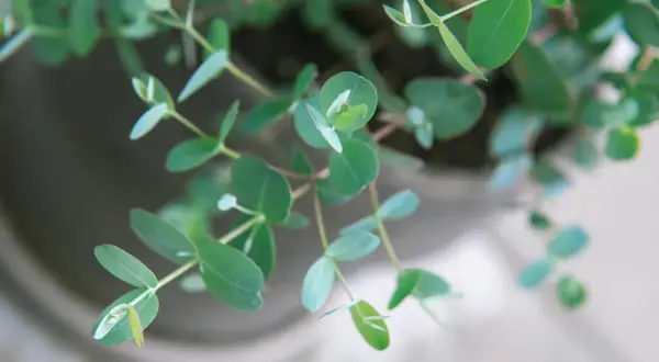 Zarte grüne Blätter einer Eukalyptus Pflanze entfalten sich im sanften Licht.
