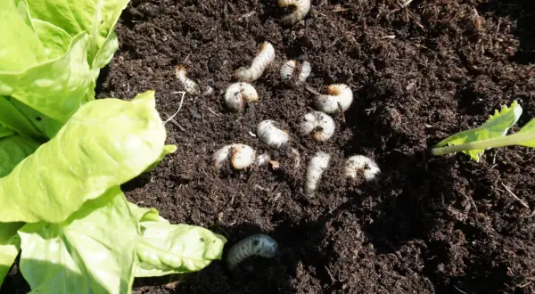 Engerlinge im Hochbeet: Mehrere weiße, gekrümmte Larven im dunklen Erdreich neben Salatblättern.