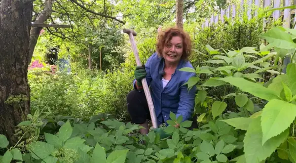 Frau im Garten mit Schaufel, um Giersch zu erkennen. Giersch ist ein hartnäckiges Kraut, das man im Auge behalten muss.