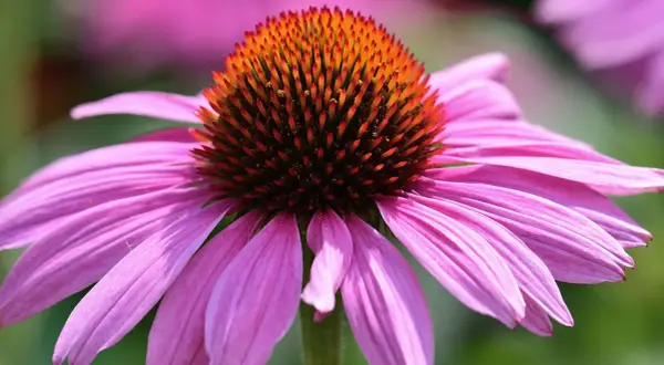Nahaufnahme einer lila Blüte mit einem orange-braunen Kegel. Ein robuster sonnenhut winterhart, der auch bei Kälte Farbe in den Garten bringt.