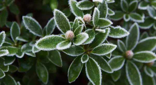 Grüne Blätter mit Raureif bedeckt, zeigen, dass dieser Rhododendron winterhart ist. Kleine Knospen sind sichtbar.