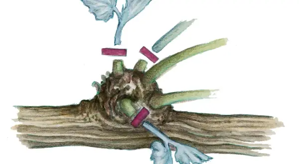 Illustration zeigt das **Wein schneiden** mit einem Rebstock und abgeschnittenen Trieben.