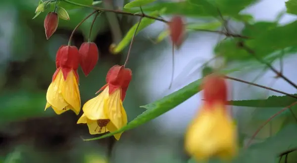 Hängende Glockenblumen in Gelb und Rot. Vorsicht, Verwechslungsgefahr mit Malven!