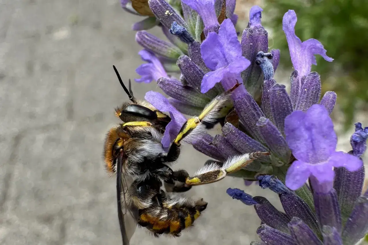 Eine Biene sammelt Nektar am Lavendel. Sie ist gerade dabei, den Lavendel zu schneiden, um ihn zu bestäuben.