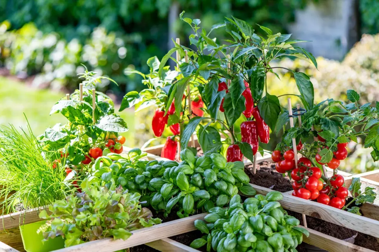 Ein Hochbeet mit reifen Tomaten, knackigem Salat, duftendem Basilikum und leuchtend roten Paprika – hier wachsen gute Nachbarn im Einklang.