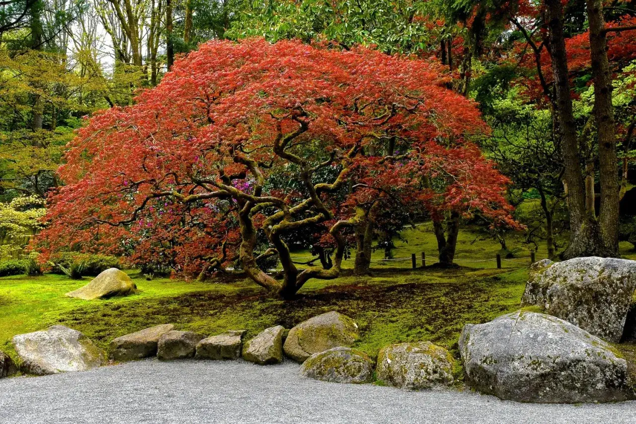 Ein malerischer japanischer Ahorn mit leuchtend roten Blättern steht im Mittelpunkt eines moosbewachsenen Gartens, umgeben von Felsen und üppigem Grün.