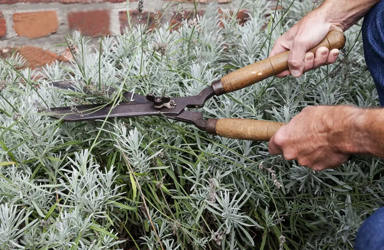 Hände mit einer Gartenschere schneiden Lavendel. Der Duft liegt in der Luft, während die Pflanzen für den Sommer vorbereitet werden.