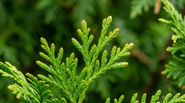 Grüne Zweige einer Thuja, die nicht giftig ist. Die feinen Nadeln sind dicht angeordnet und bilden eine filigrane Struktur.
