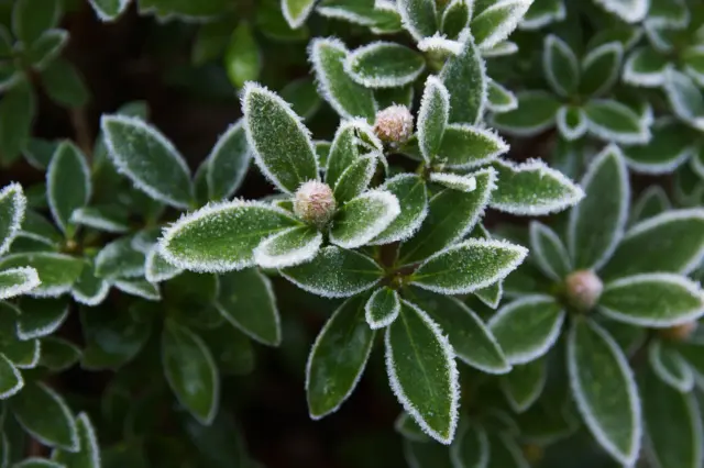 Eisiger Morgentau auf den Blättern winterharter Rhododendron-Sorten. Kleine Knospen sind bereits zu sehen.