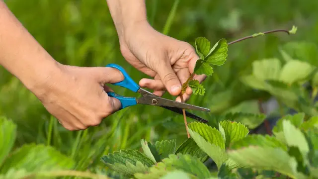 Hände schneiden mit blauer Schere einen Ausläufer von mehrmals tragenden Erdbeeren, um neue Pflanzen zu ziehen.