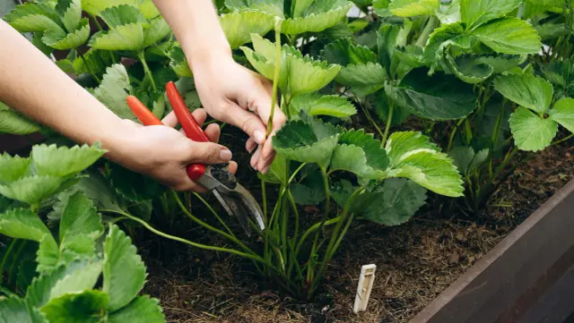 Hände schneiden mit einer Gartenschere einen Erdbeerstock. Die Erdbeeren schneiden vergessen, aber die Pflanzen gedeihen prächtig.