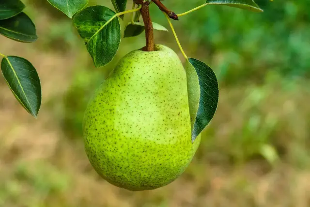 Grüne Birne am Ast, umgeben von Blättern. Kleine braune Punkte auf der Frucht könnten auf frühe Anzeichen von Birnbaum Krankheiten Bilder hindeuten.