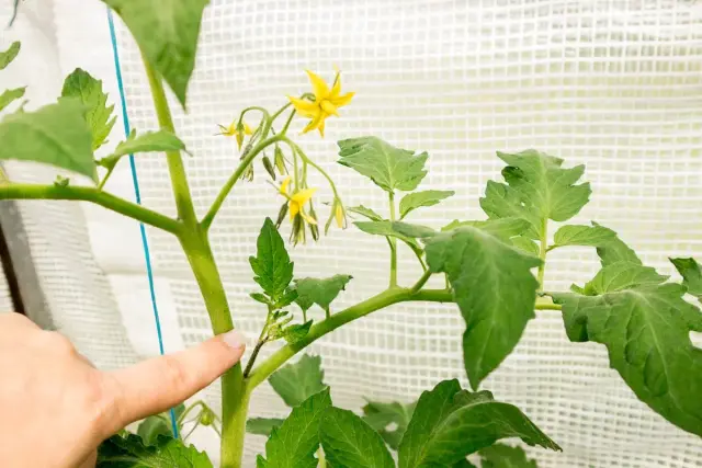 Finger zeigt auf Geiztrieb einer Tomatenpflanze, bereit zum Tomaten schneiden. Gelbe Blüten und grüne Blätter.