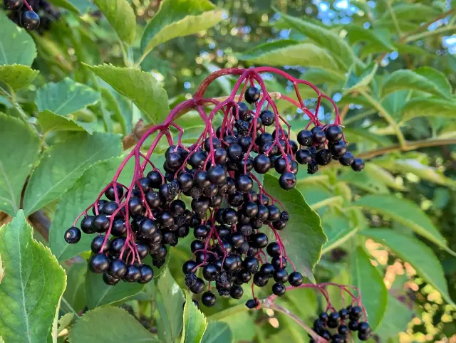 Dunkle, glänzende Holunderbeeren hängen an roten Stielen. Vorsicht: Holunderbeeren giftig, roh nicht verzehren!