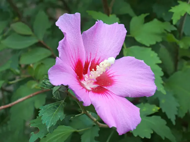 Eine zarte rosa Hibiskusblüte mit roten Akzenten. Ihre Vermehrung ist verboten, um ihre Einzigartigkeit zu bewahren.