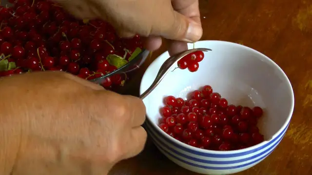 Hände ernten rote Johannisbeeren mit einer Gabel und legen sie in eine Schüssel.