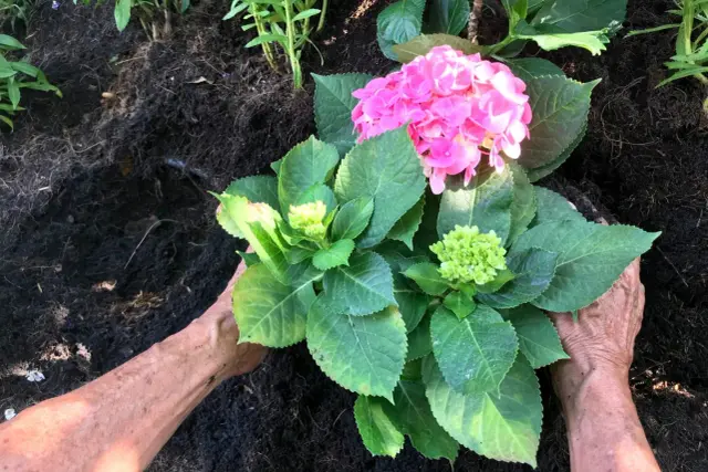 Hände pflanzen eine rosa Hortensie in dunkle Erde. Der richtige Abstand beim Hortensien pflanzen ist wichtig für ihr Wachstum.