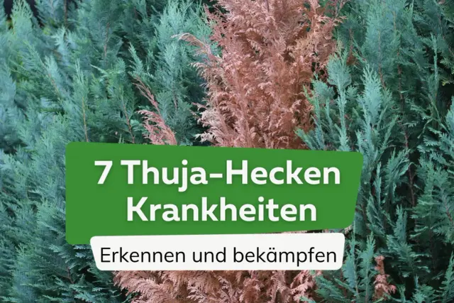 Grüne und braune Thuja-Zweige, die auf sieben Thuja-Hecken-Krankheiten hinweisen. Erkennen und bekämpfen Sie diese Probleme, um Ihre Pflanzen zu retten.