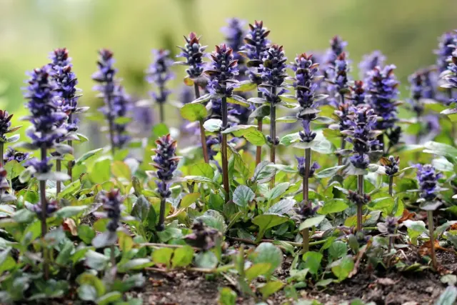 Ein Teppich aus blauen Blüten, der sich im Sonnenlicht ausbreitet. Dieser bodendecker sonne ist ein Blickfang im Garten.