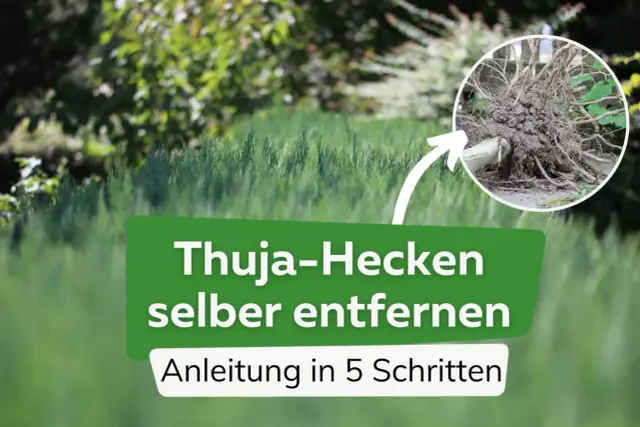 Thuja-Hecken selbst entfernen: Anleitung mit Wurzelwerk. So gelingt das Entfernen der Hecke kostengünstig.