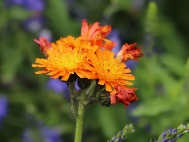 Ein Strauß leuchtend orangerotes Habichtskraut blüht vor einem verschwommenen Hintergrund aus grünen Blättern und lila Blüten.