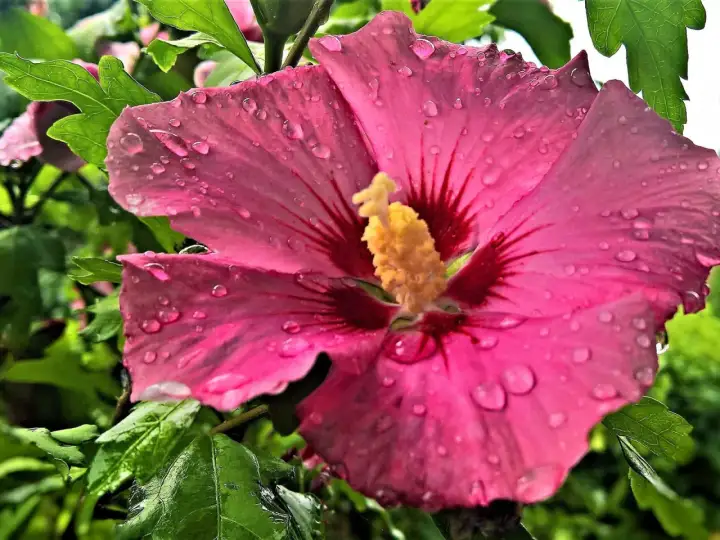 Ist Hibiskus giftig? Das sollten Gartenfreunde wissen