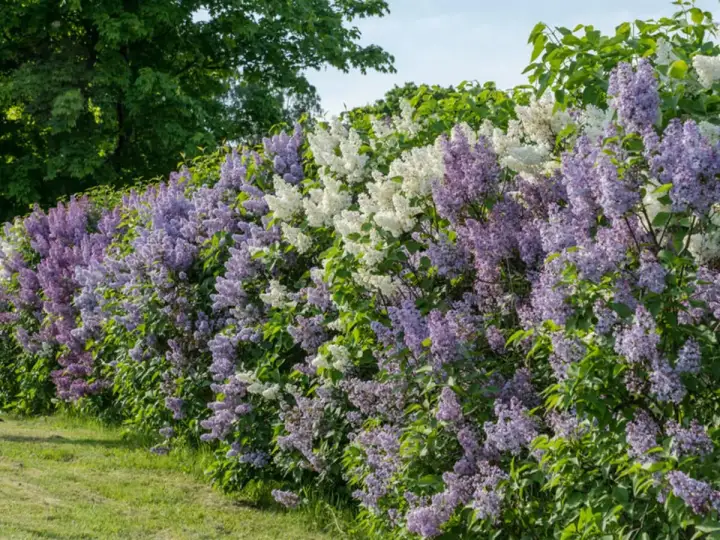 Fliederhecke pflanzen und schneiden - so gelingt die Blütenhecke