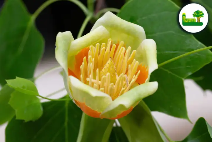 Tulpenbaum giftig? Das solltest du im Garten wissen